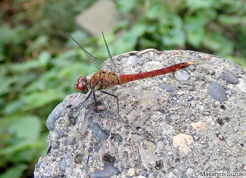 ナツアカネ Sympetrum darwinianum