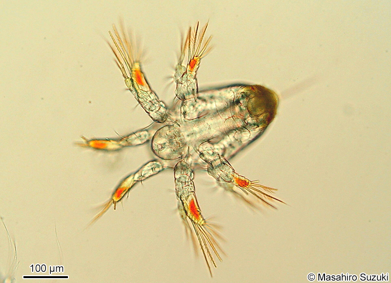 海産カイアシ類のノープリウス幼生 Nauplius larva