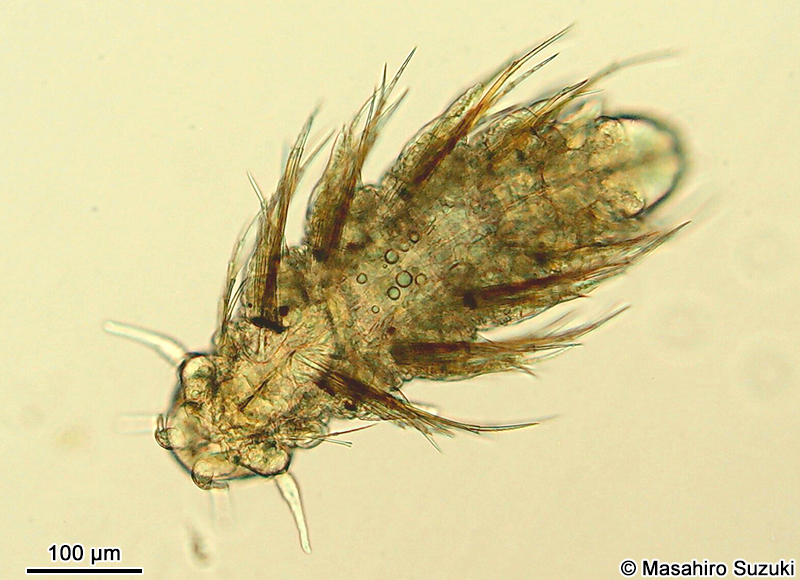 ゴカイ科のネクトケータ幼生 Nectochaeta larva