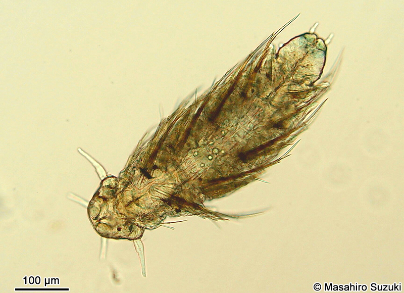 ゴカイ科のネクトケータ幼生 Nectochaeta larva