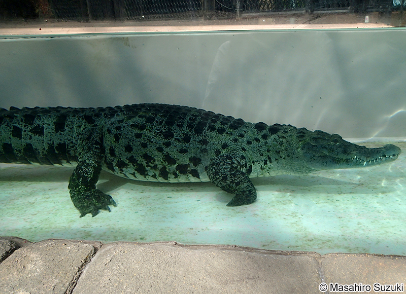 ニューギニアワニ Crocodylus novaeguineae