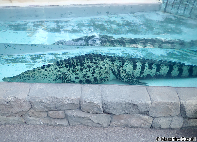 ニューギニアワニ Crocodylus novaeguineae