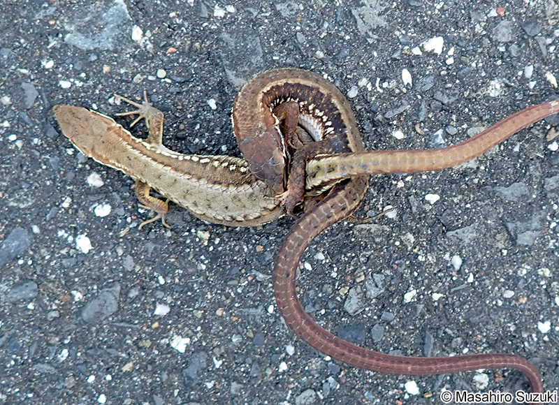 ニホンカナヘビ Takydromus tachydromoides