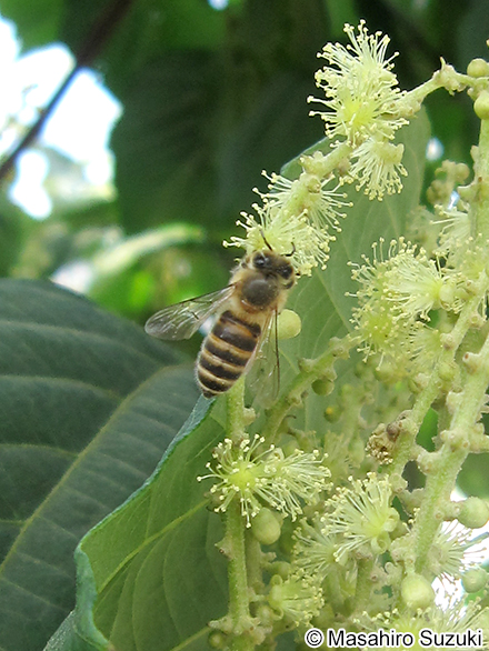 ニホンミツバチ Apis cerana japonica
