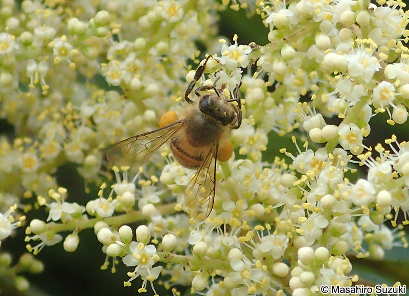 ニホンミツバチ Apis cerana japonica