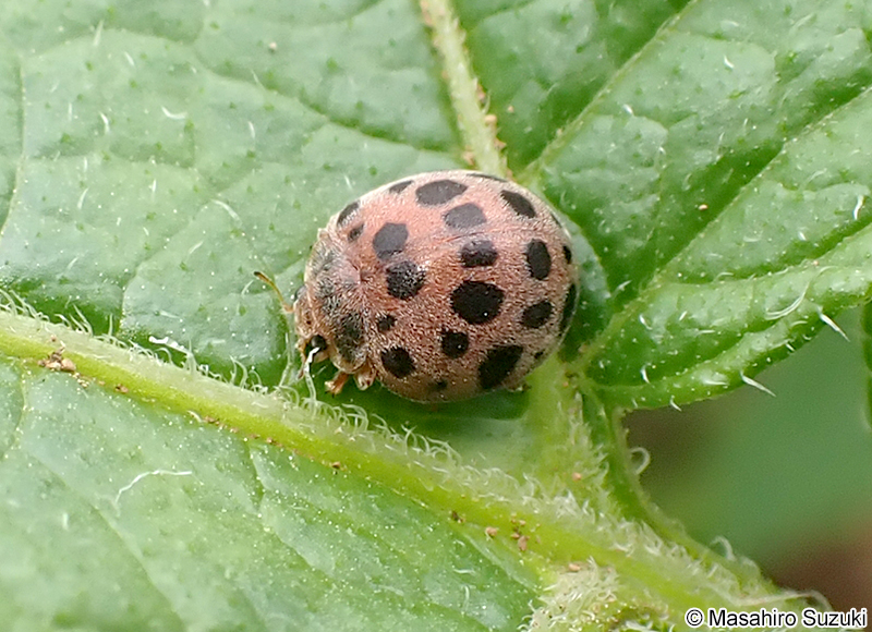 ニジュウヤホシテントウ Henosepilachna vigintioctopunctata