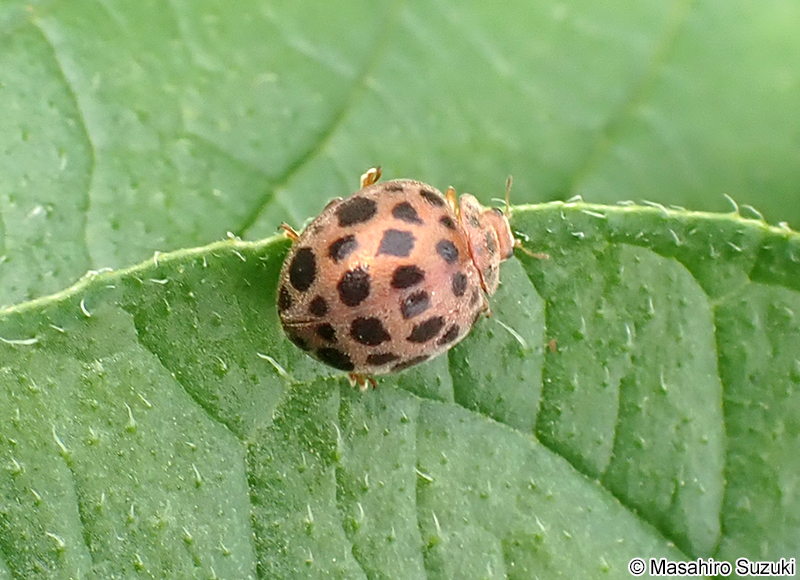 ニジュウヤホシテントウ Henosepilachna vigintioctopunctata