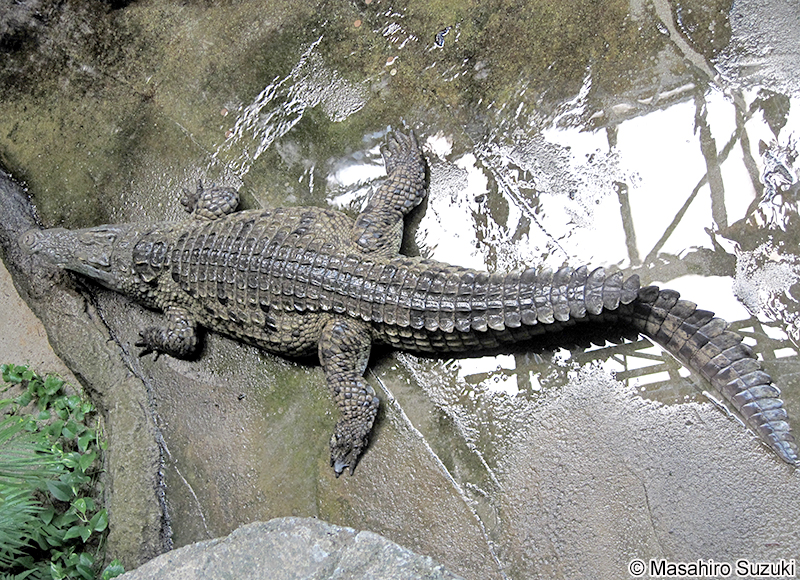 ナイルワニ Crocodylus niloticus