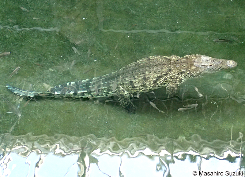 ナイルワニ Crocodylus niloticus