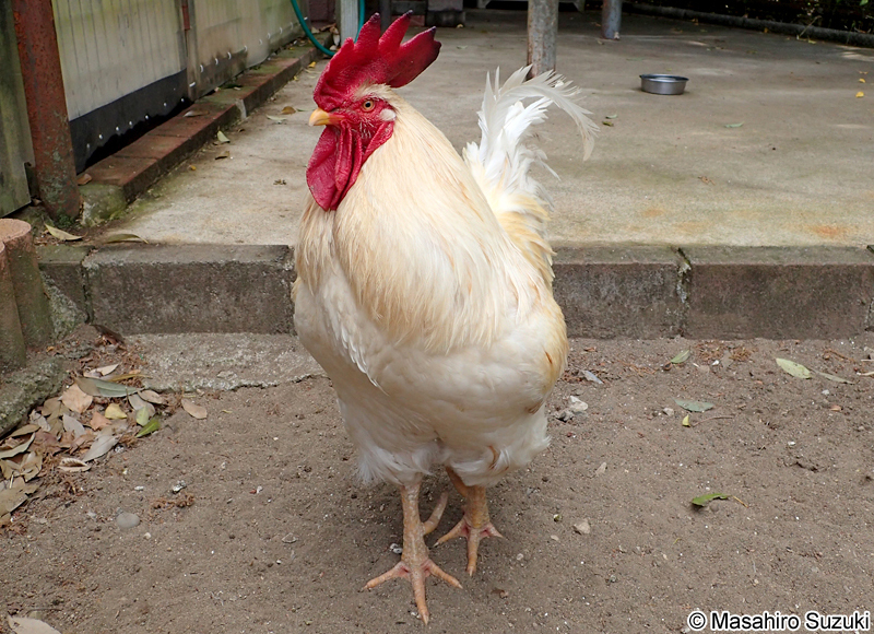 白色レグホン Leghorn chicken