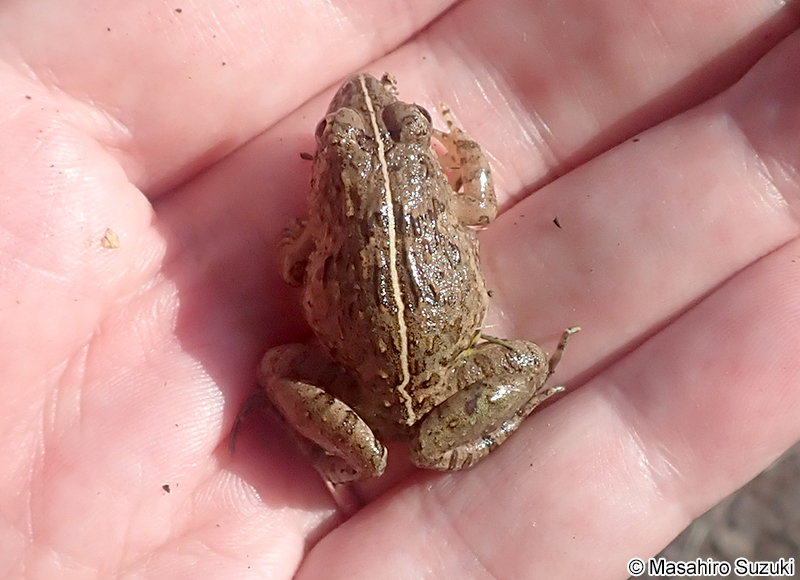 ヌマガエル Fejervarya kawamurai
