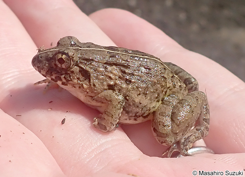 ヌマガエル Fejervarya kawamurai