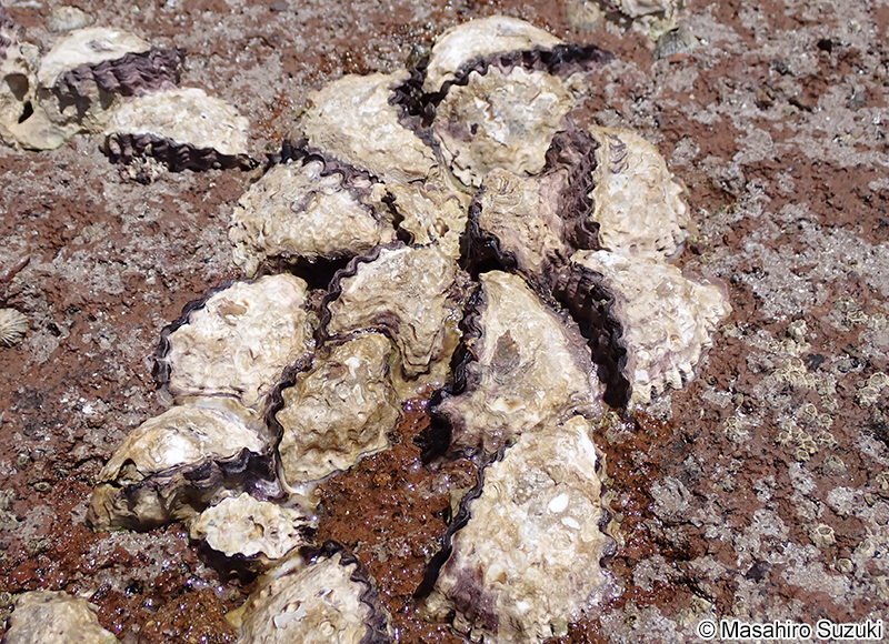 オハグロガキ Saccostrea mordax