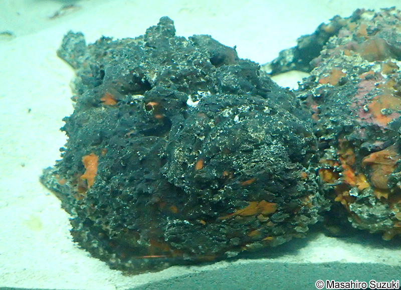 オニダルマオコゼ Synanceia verrucosa