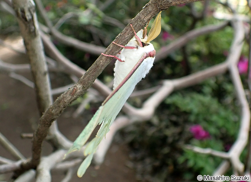 オオミズアオ Actias aliena