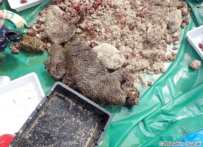 オオパンカイメン Spirastrella insignis