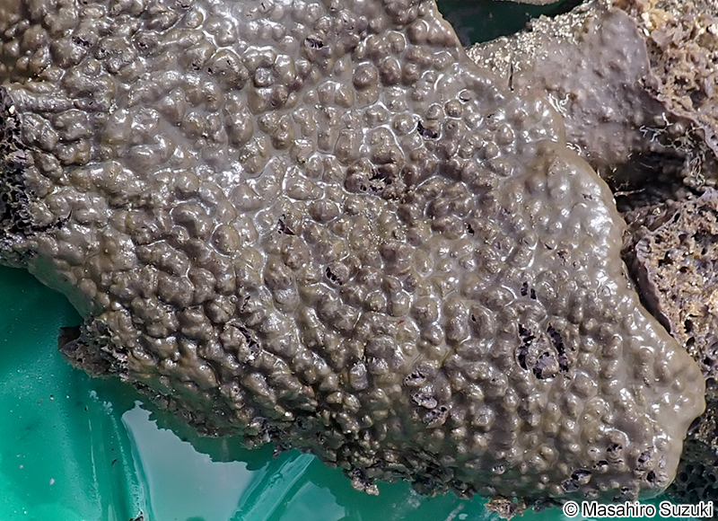 オオパンカイメン Spirastrella insignis