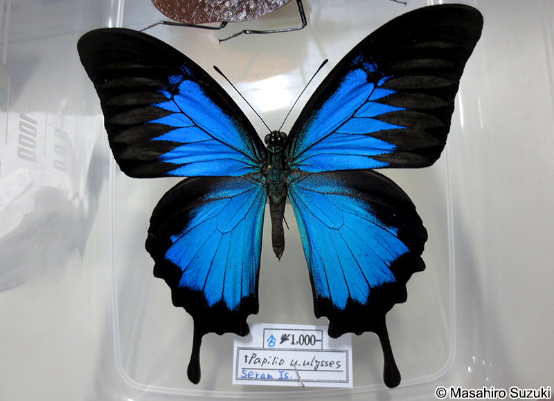 オオルリアゲハ Papilio ulysses