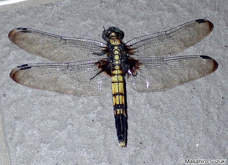 オオシオカラトンボ Orthetrum triangulare melania
