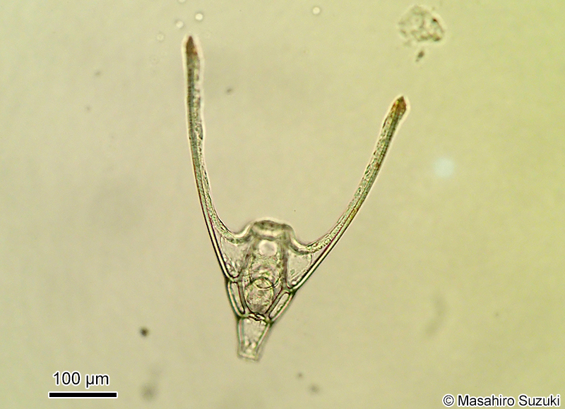 オフィオプルテウス幼生 Ophiopluteus larva