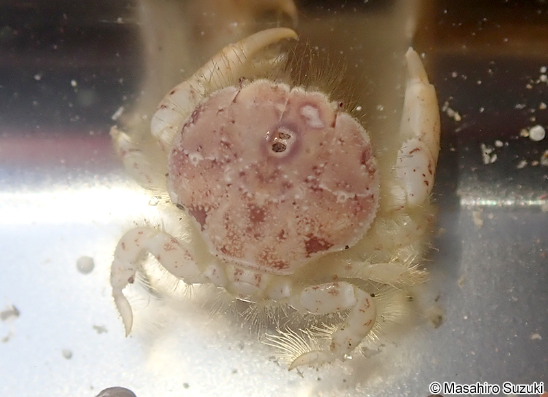 オウギガニ科の1種 Xanthidae sp.