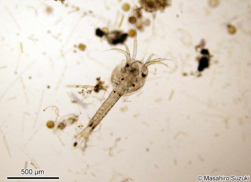 プロトゾエア幼生（クルマエビ類） Protozoea larva