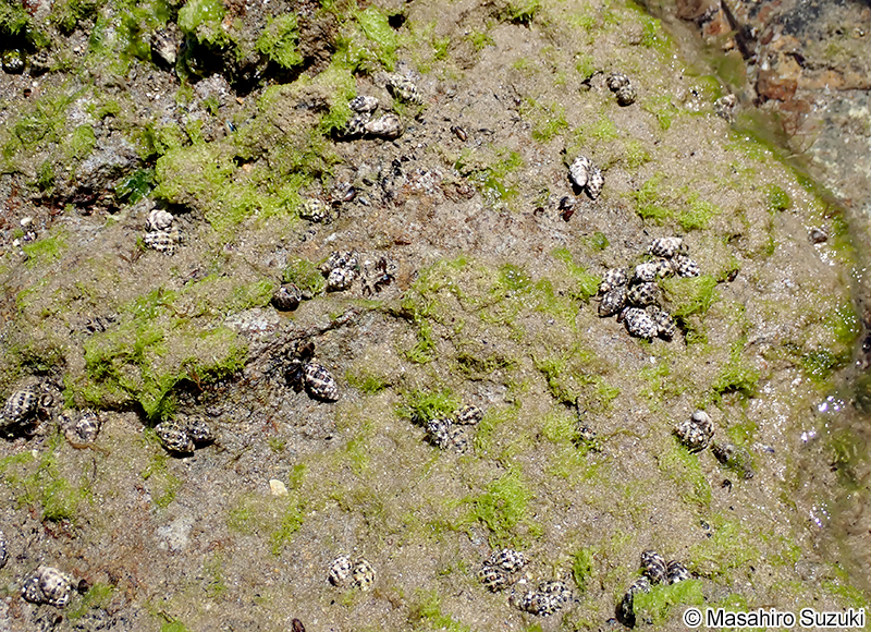 アラカワニア属の1種 Arakawania sp.