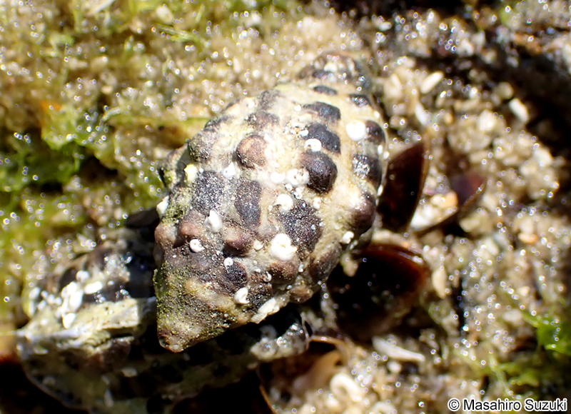 アラカワニア属の1種 Arakawania sp.