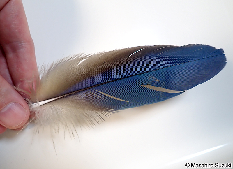 ルリコンゴウインコの羽