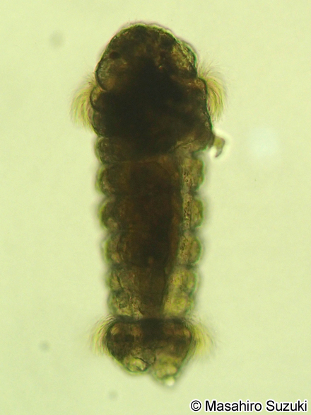 ムカシゴカイ科のネクトケータ幼生 Nectochaeta larva