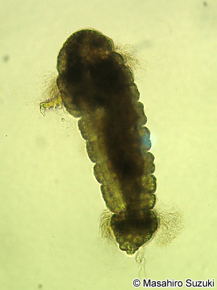 ムカシゴカイ科のネクトケータ幼生 Nectochaeta larva