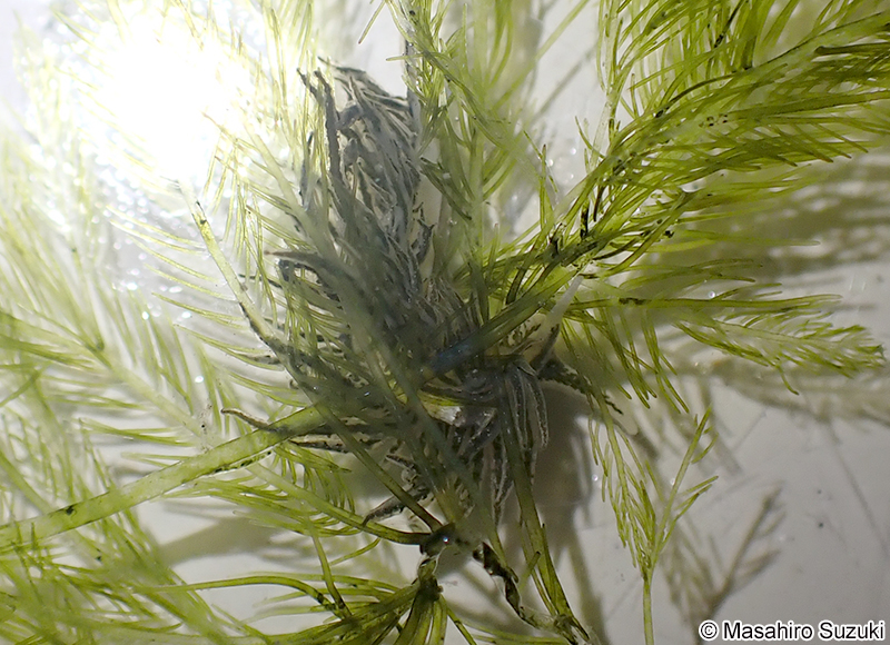 サミドリモウミウシ Placida daguilarensis