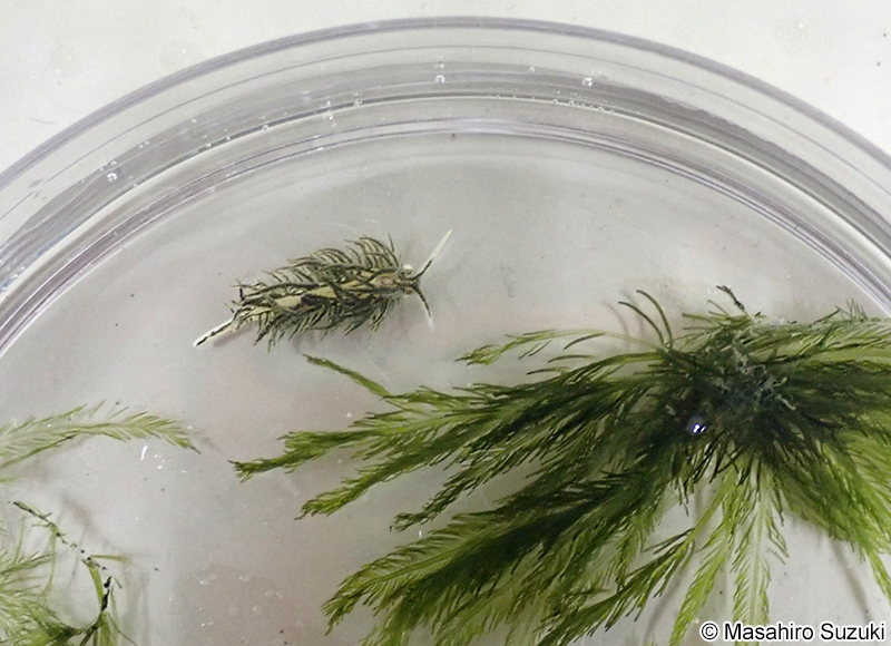 サミドリモウミウシ Placida daguilarensis