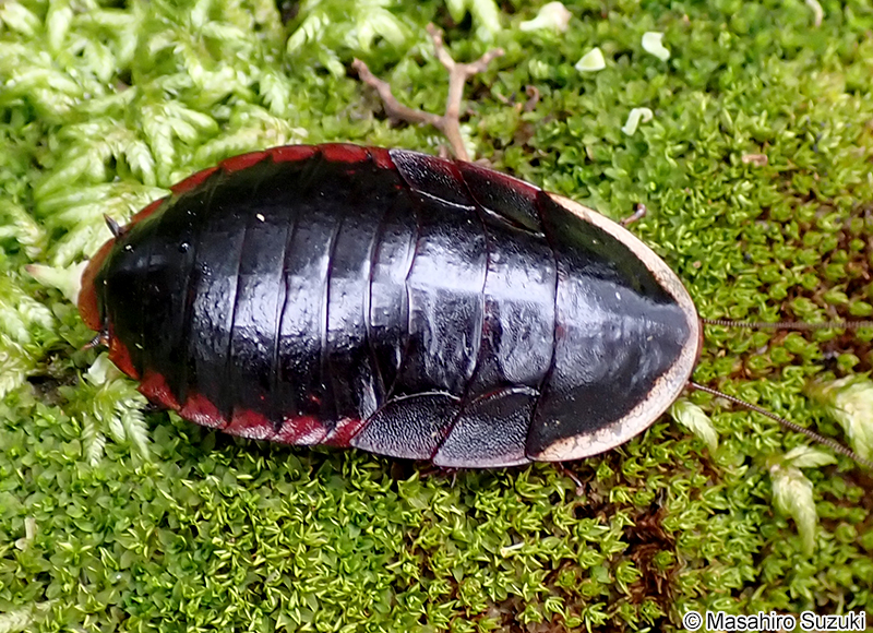 サツマゴキブリ Opisthoplatia orientalis