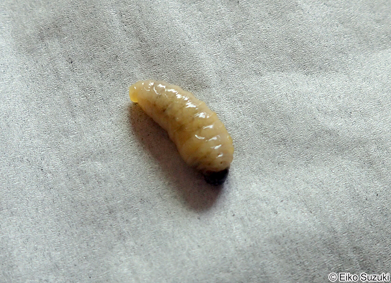 セグロアシナガバチの幼虫