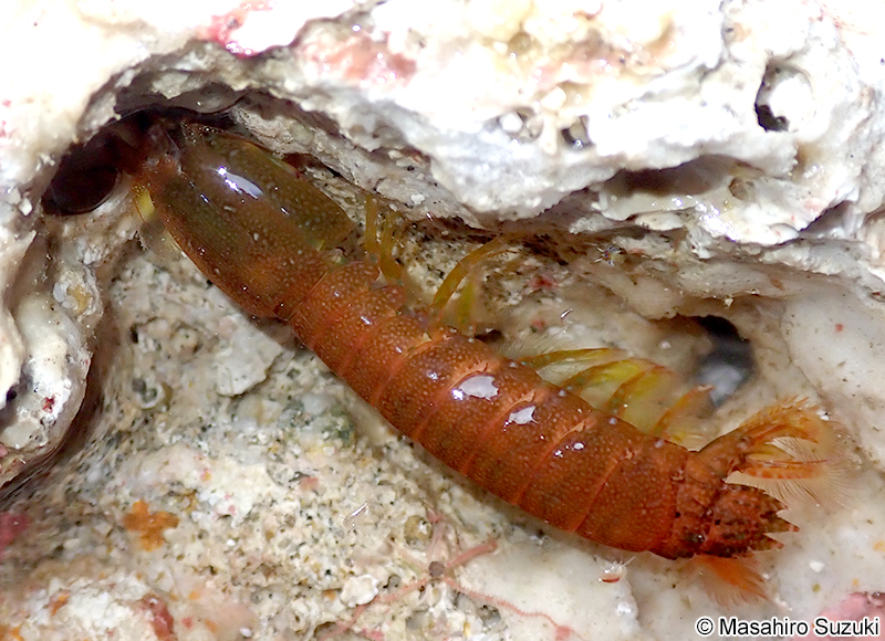 シャコ目の一種 Stomatopoda sp.