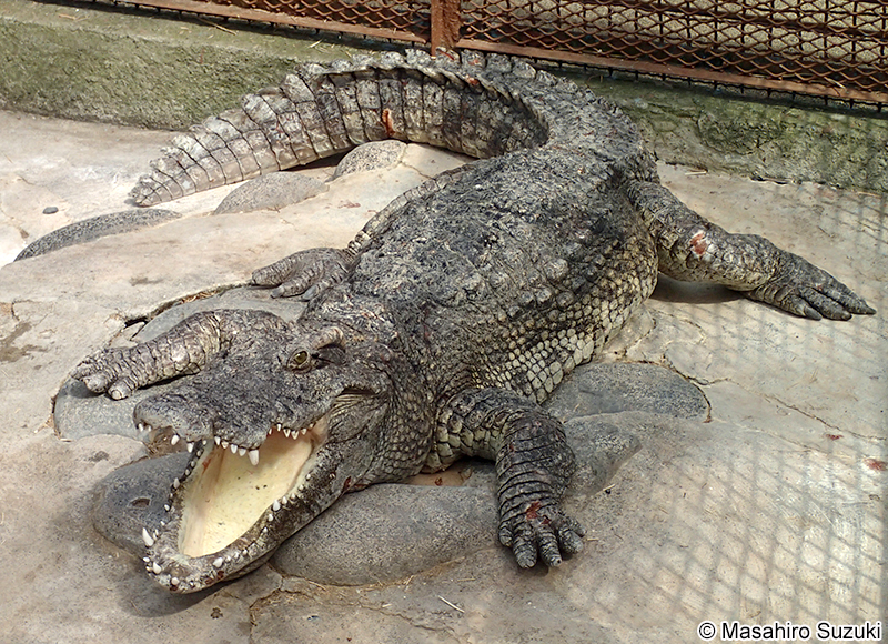 シャムワニ Crocodylus siamensis