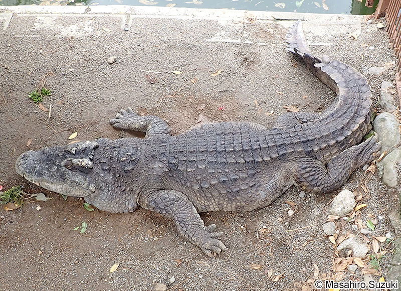 シャムワニ Crocodylus siamensis