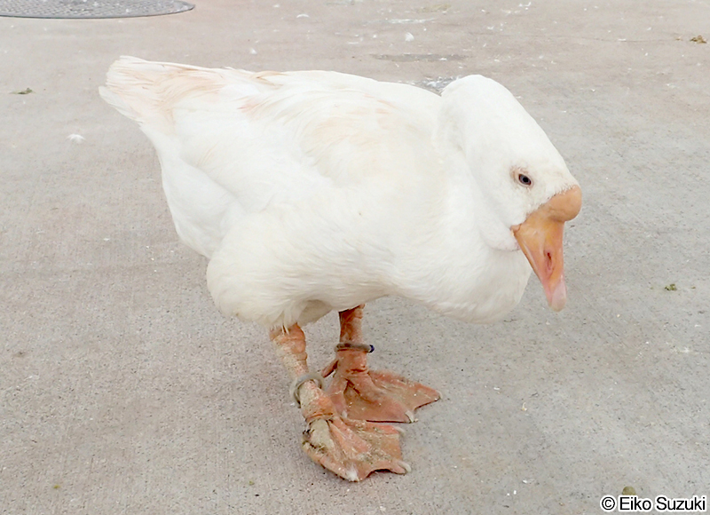 シロガチョウ White goose