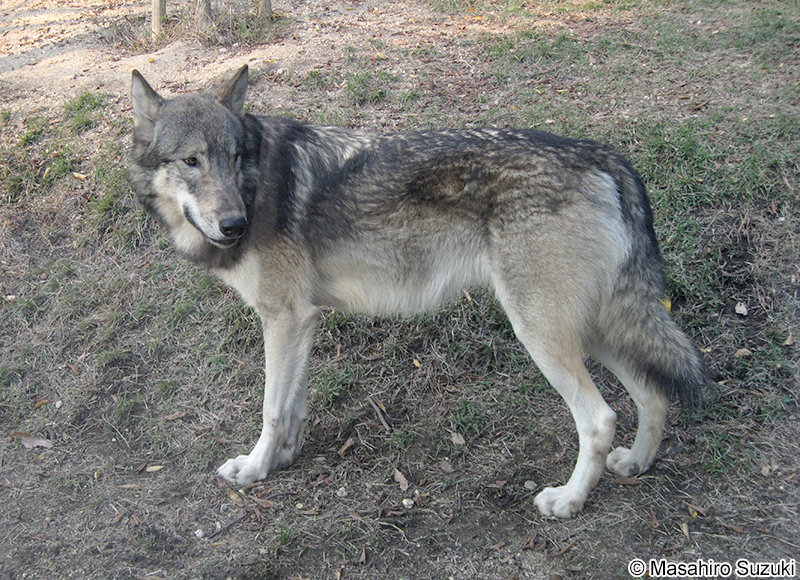 シンリンオオカミ Canis lupus occidentalis