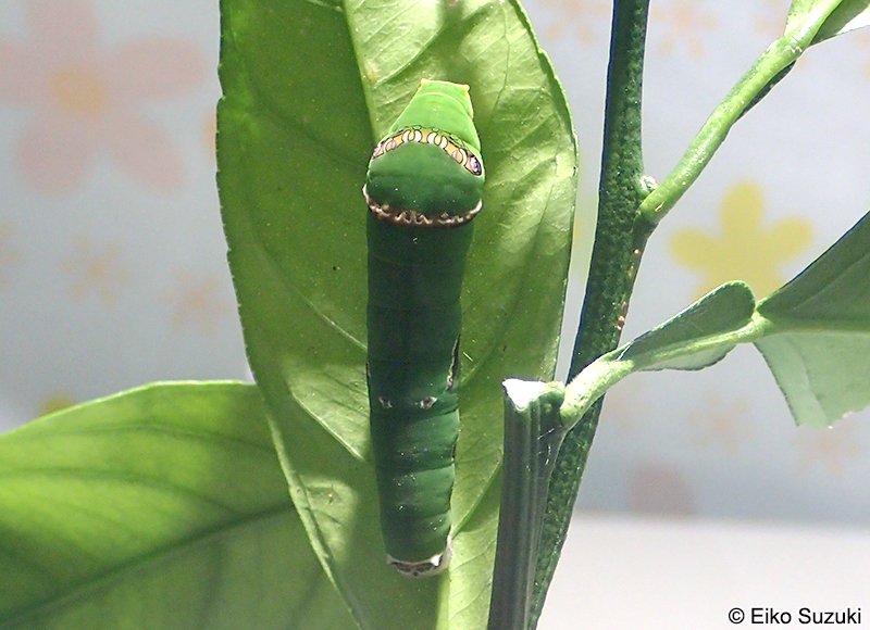 シロオビアゲハの幼虫