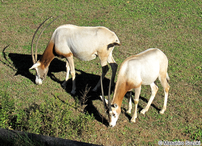 シロオリックス Oryx dammah