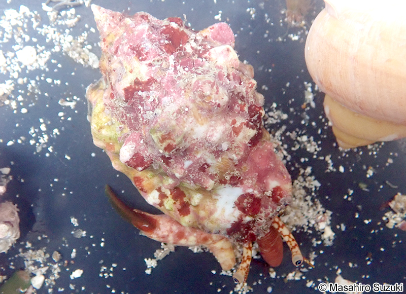 ソデボラ科の1種 Strombidae sp.