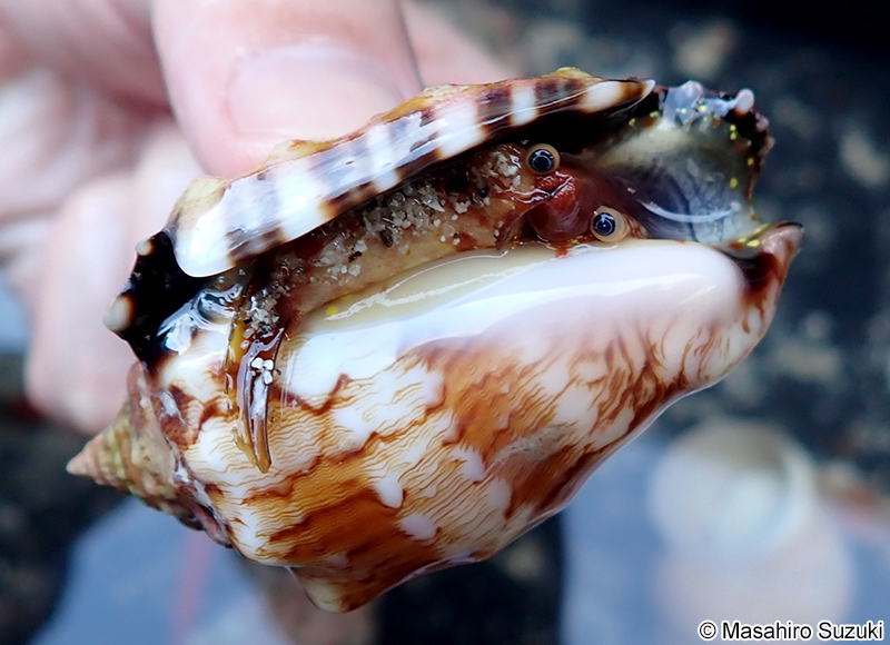 ソデボラ科の1種 Strombidae sp.