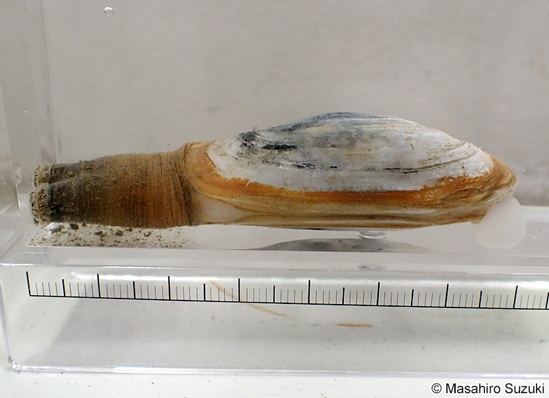 ソトオリガイ Laternula gracilis