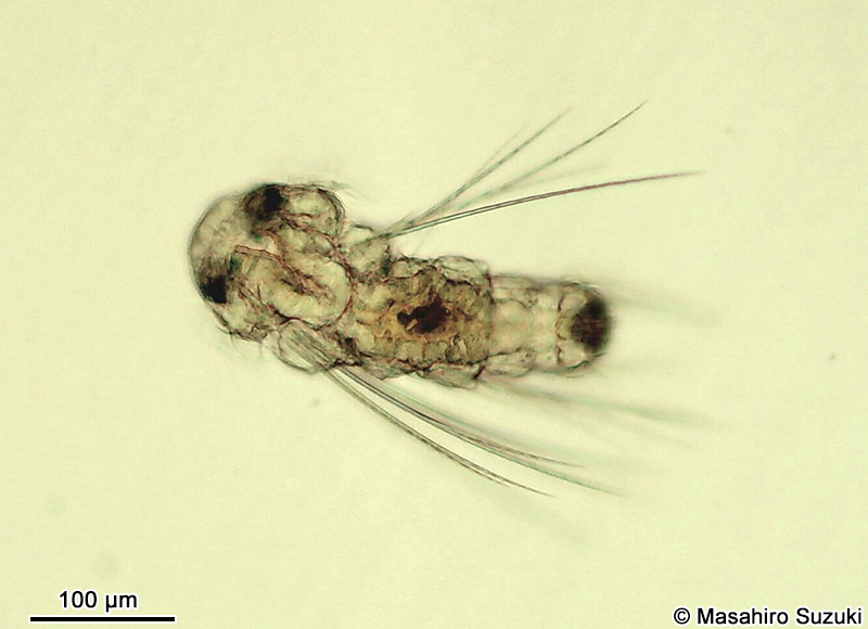 スピオ科のネクトケータ幼生 Nectochaeta larva