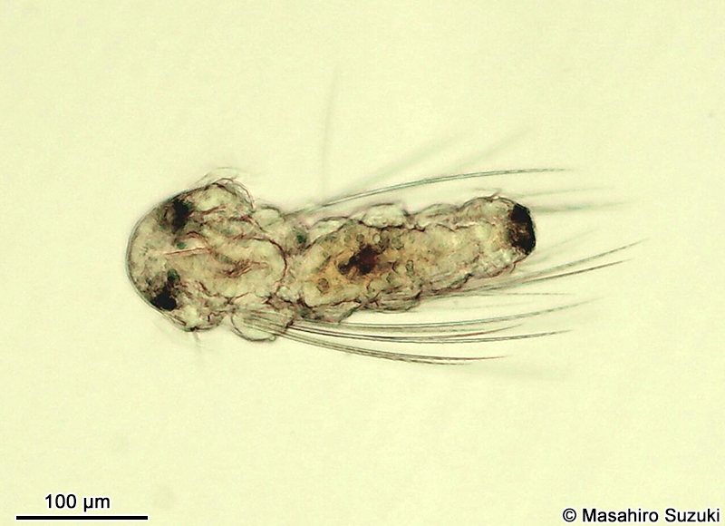スピオ科のネクトケータ幼生 Nectochaeta larva