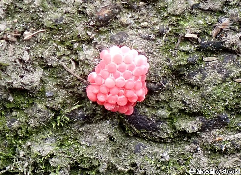 スクミリンゴガイの卵塊