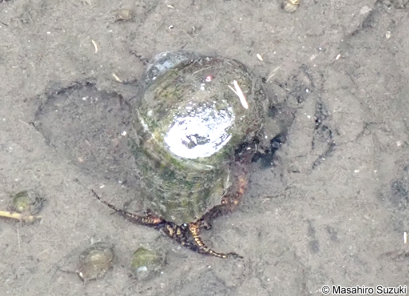 スクミリンゴガイ Pomacea canaliculata