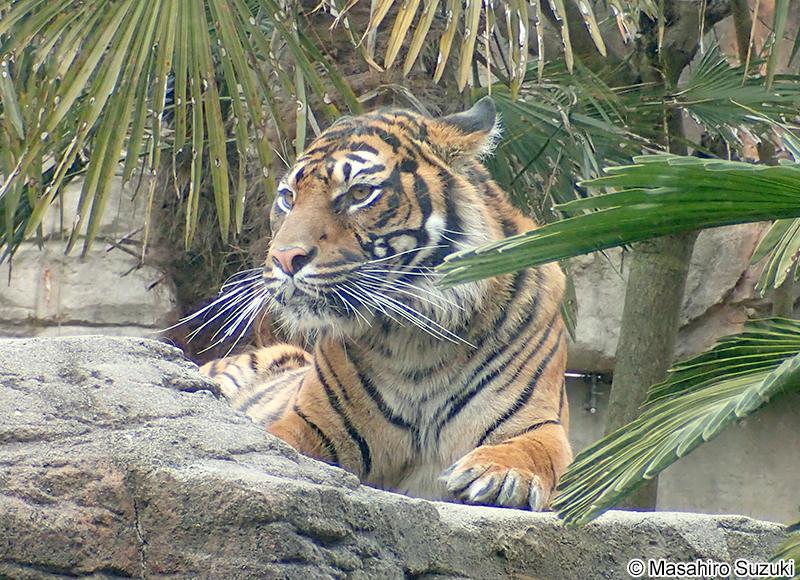 スマトラトラ Panthera tigris sondaica